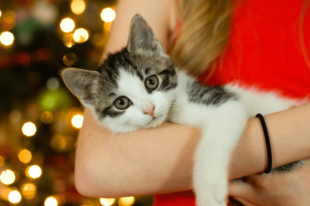 giving a pet for Christmas