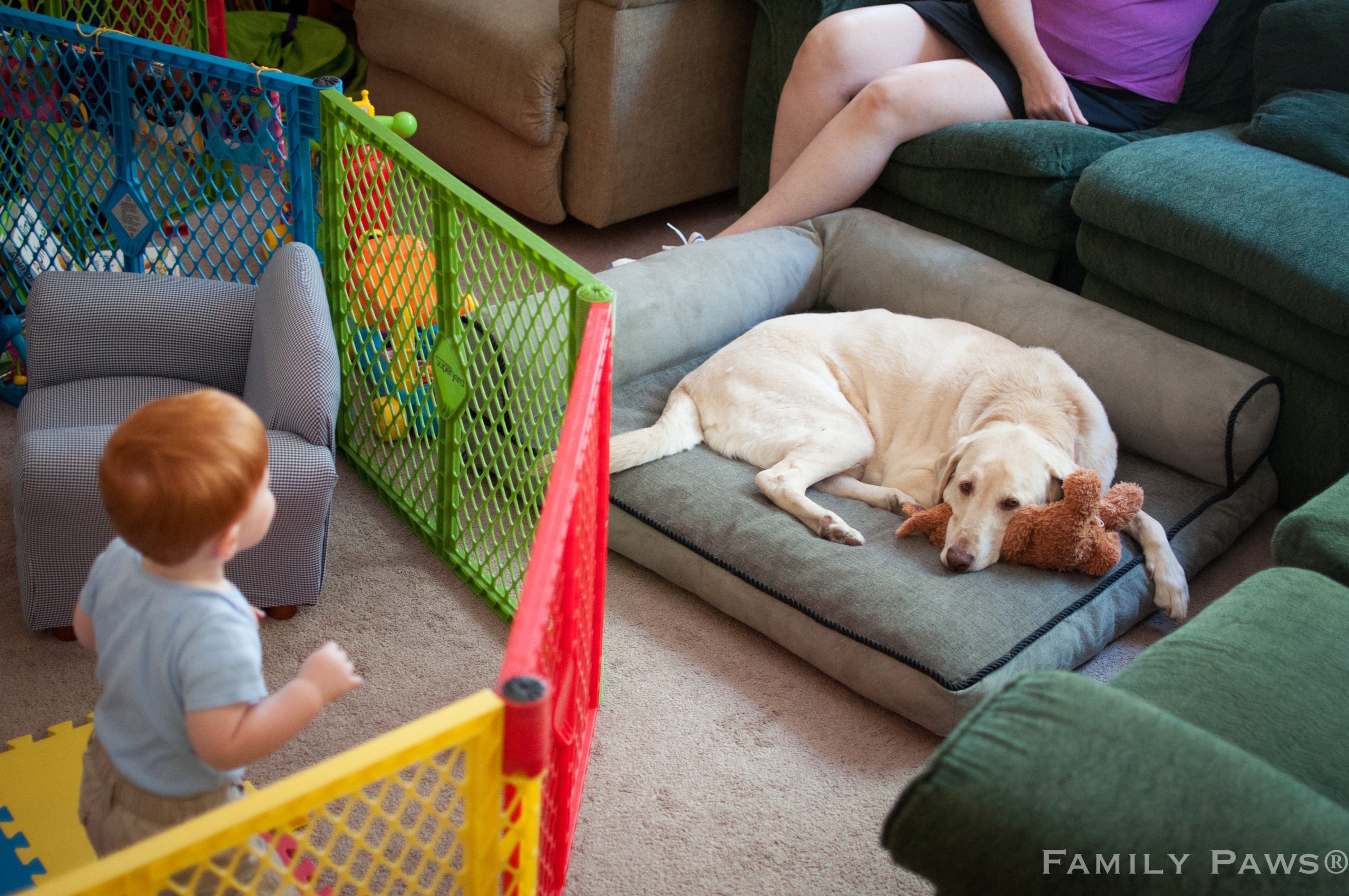 Picture of child in play yard with dog relaxing on the other side of the gate