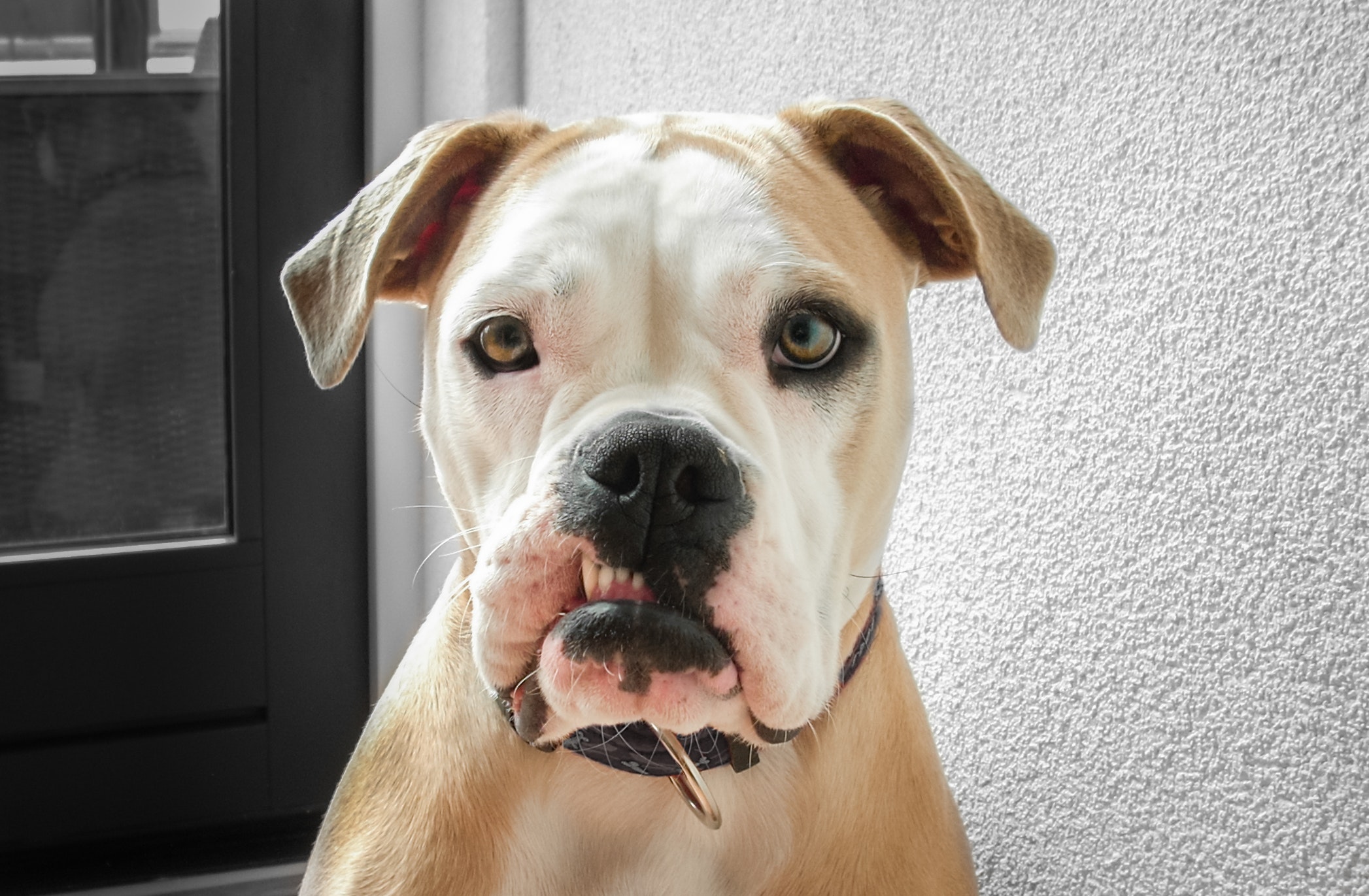 Picture of brown and white dog with an underbite