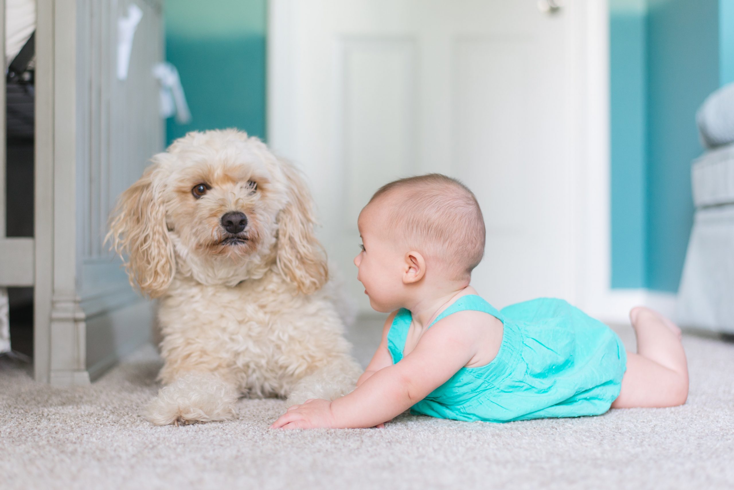 Picture of crawling baby approaching white fluffy dog