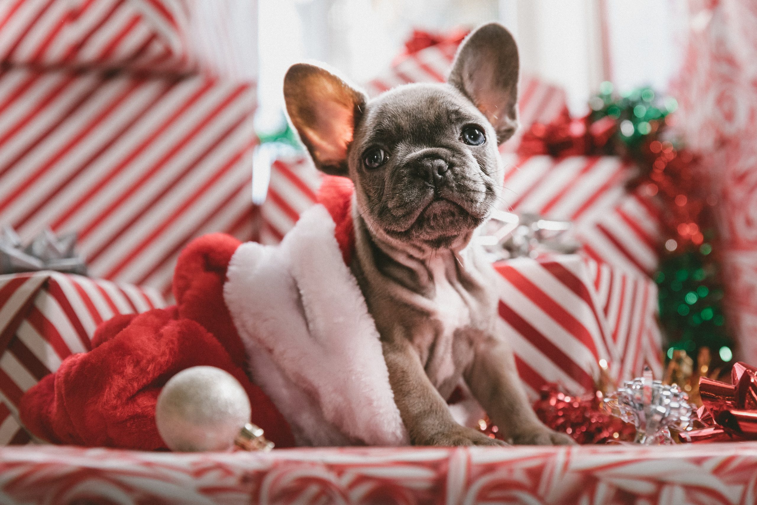 5 Reasons Why You Shouldn't Give Someone a Puppy for Christmas