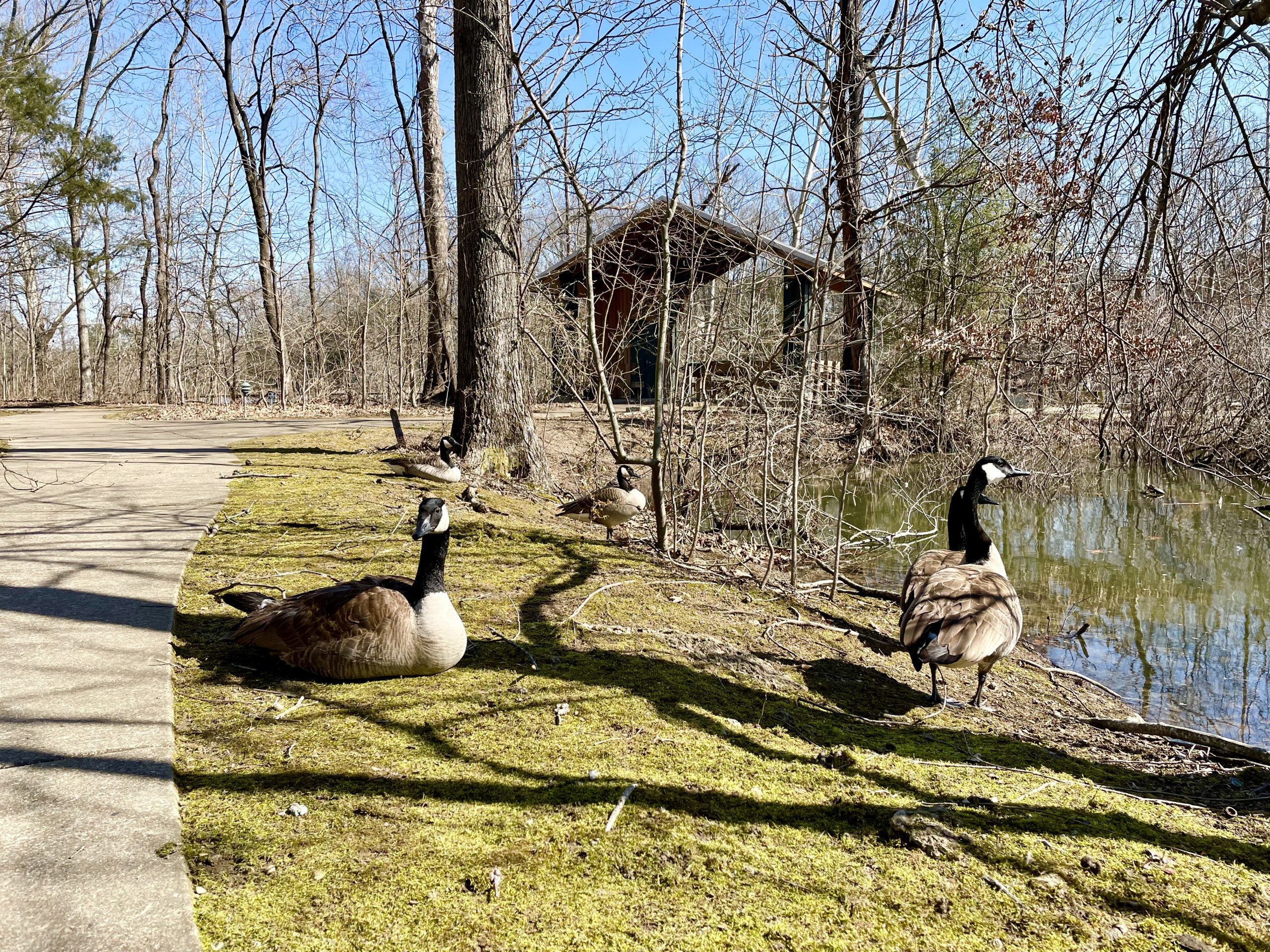geese on a trail at Lichterman Nature Center 