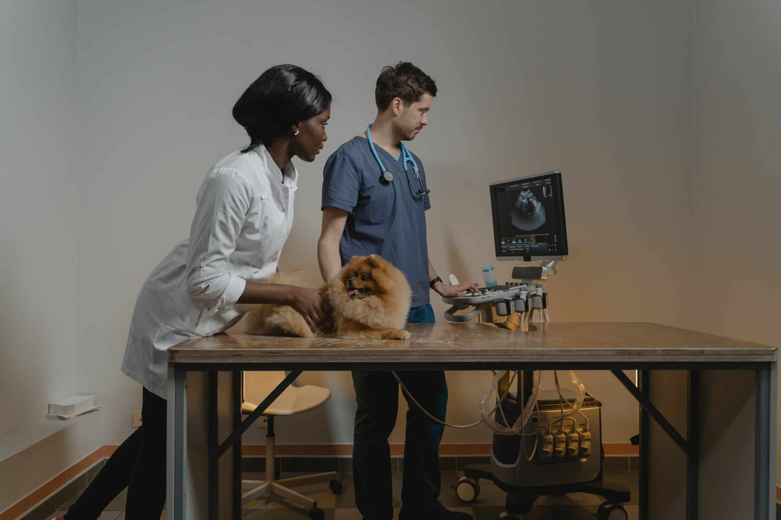 Image of a dog having an ultrasound