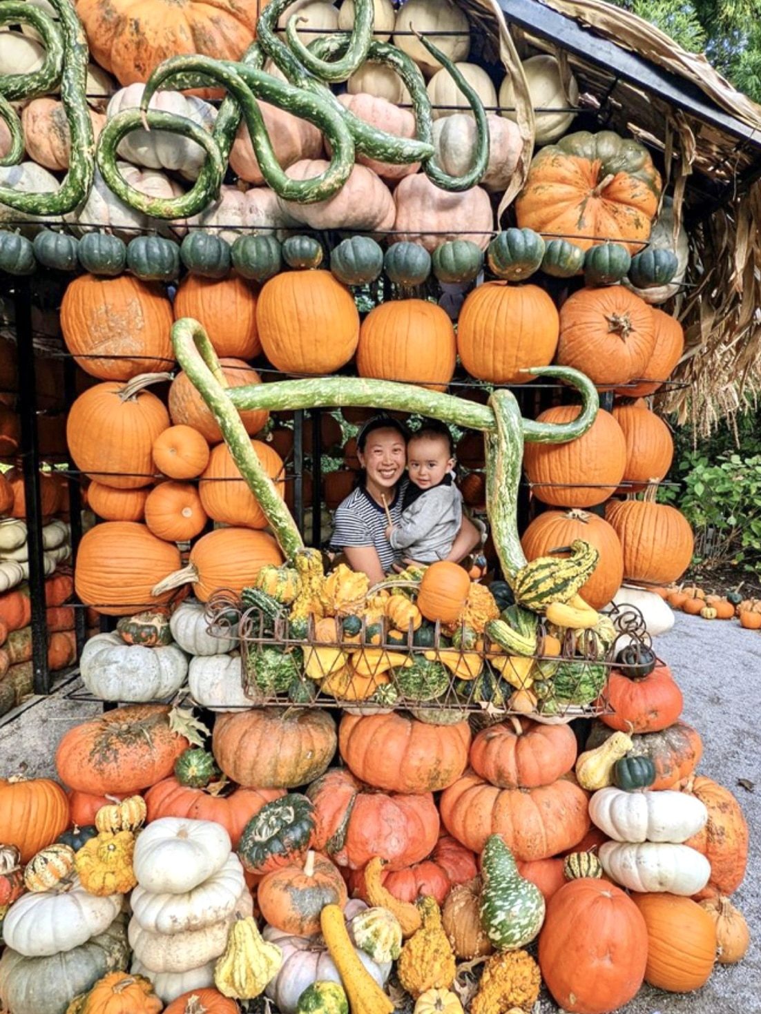 dixon pumpkin house