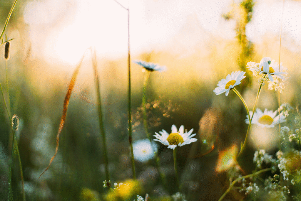 spring flowers at sunrise