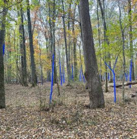 Shelby Canopy blue trees