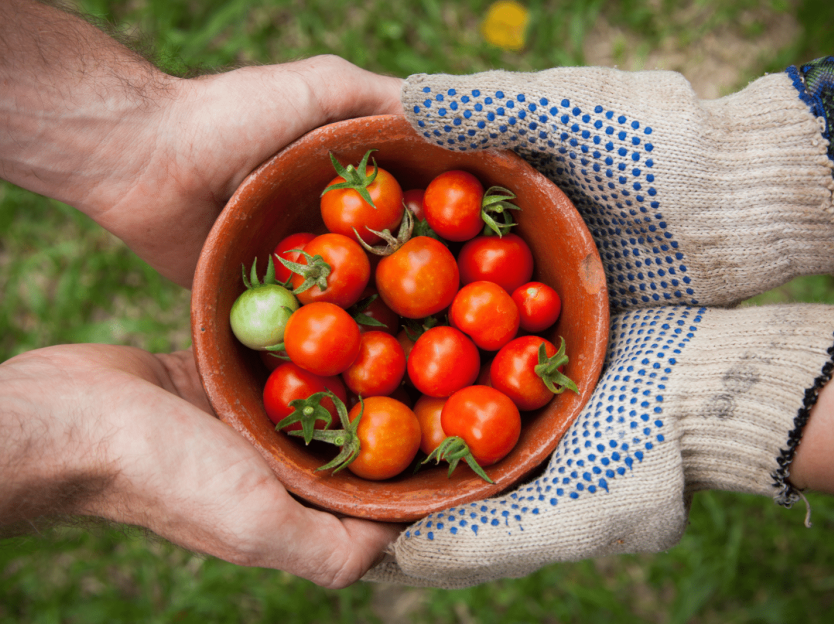 community supported agriculture two hands holding tomatoes
