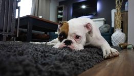 Image of bulldog lying on a rug
