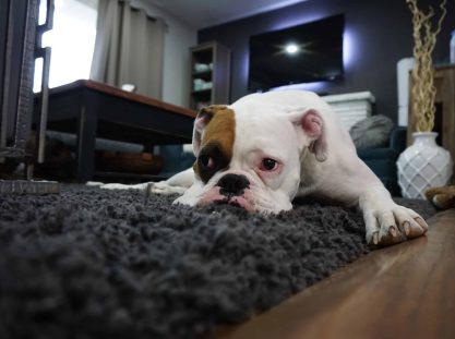 Image of bulldog lying on a rug