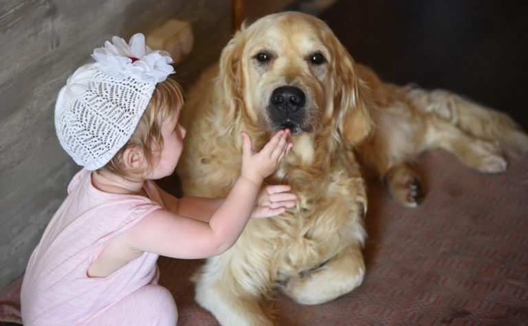 Ten Kid-Friendly Dog Breeds