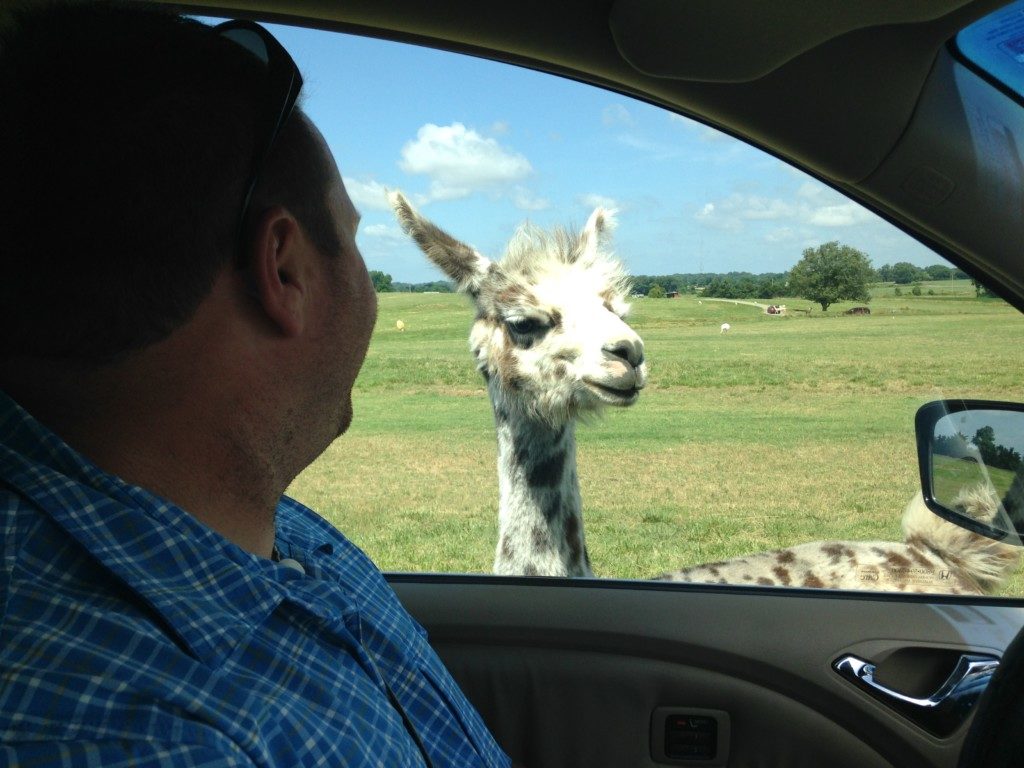 llama at Tennessee Safari Park