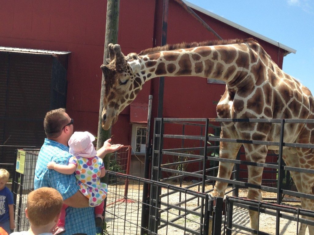 feeding the giraffe at the Safari Park