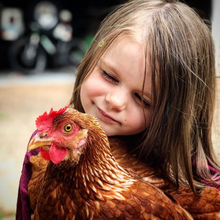 Confessions of A First-Time Chicken Farmer