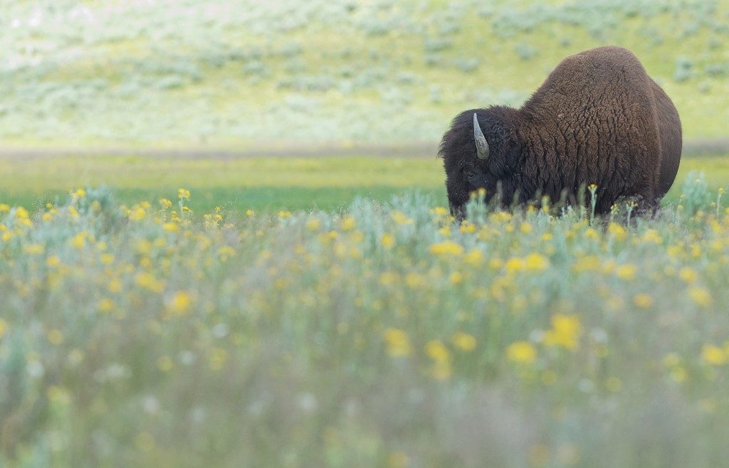 buffalo at the wildlife park 