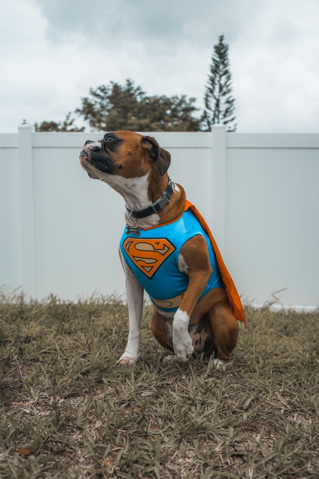 Memphis Moms Blog dog in costume