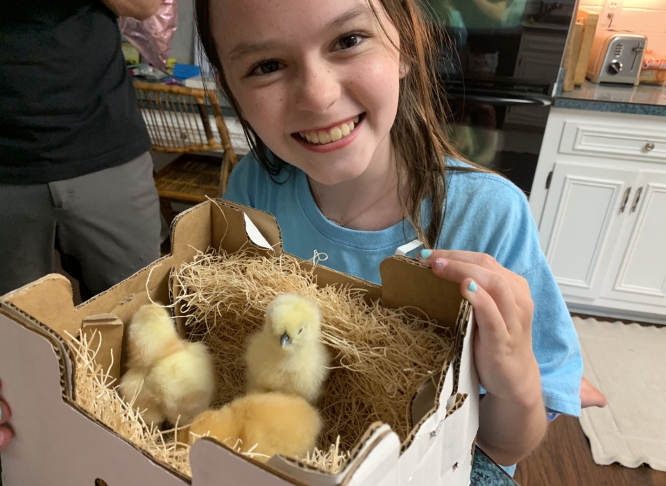 our budding entrepreneur with her baby chicks 