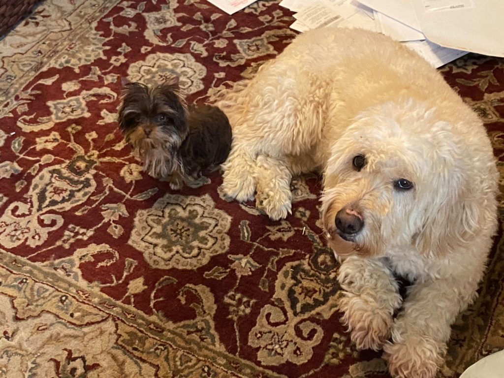 puppy plus our first dog