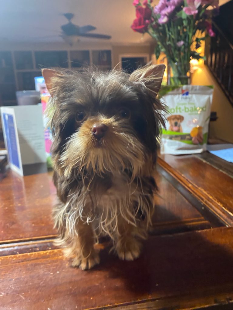 new dog