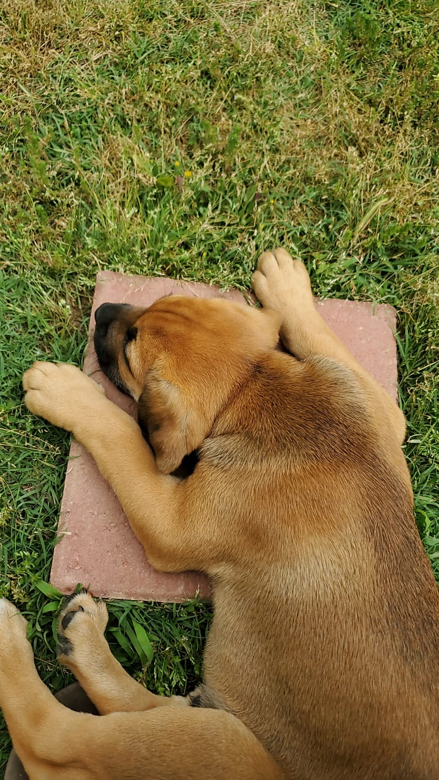 I got my threenager a dog