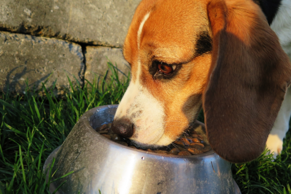 dog eating