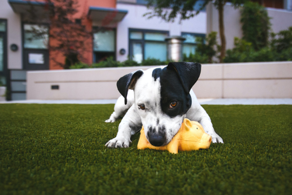 dog playing