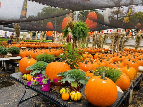 midtown nursery pumpkins