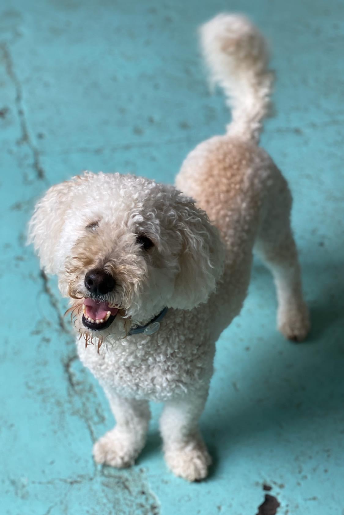 dog at doggie daycare