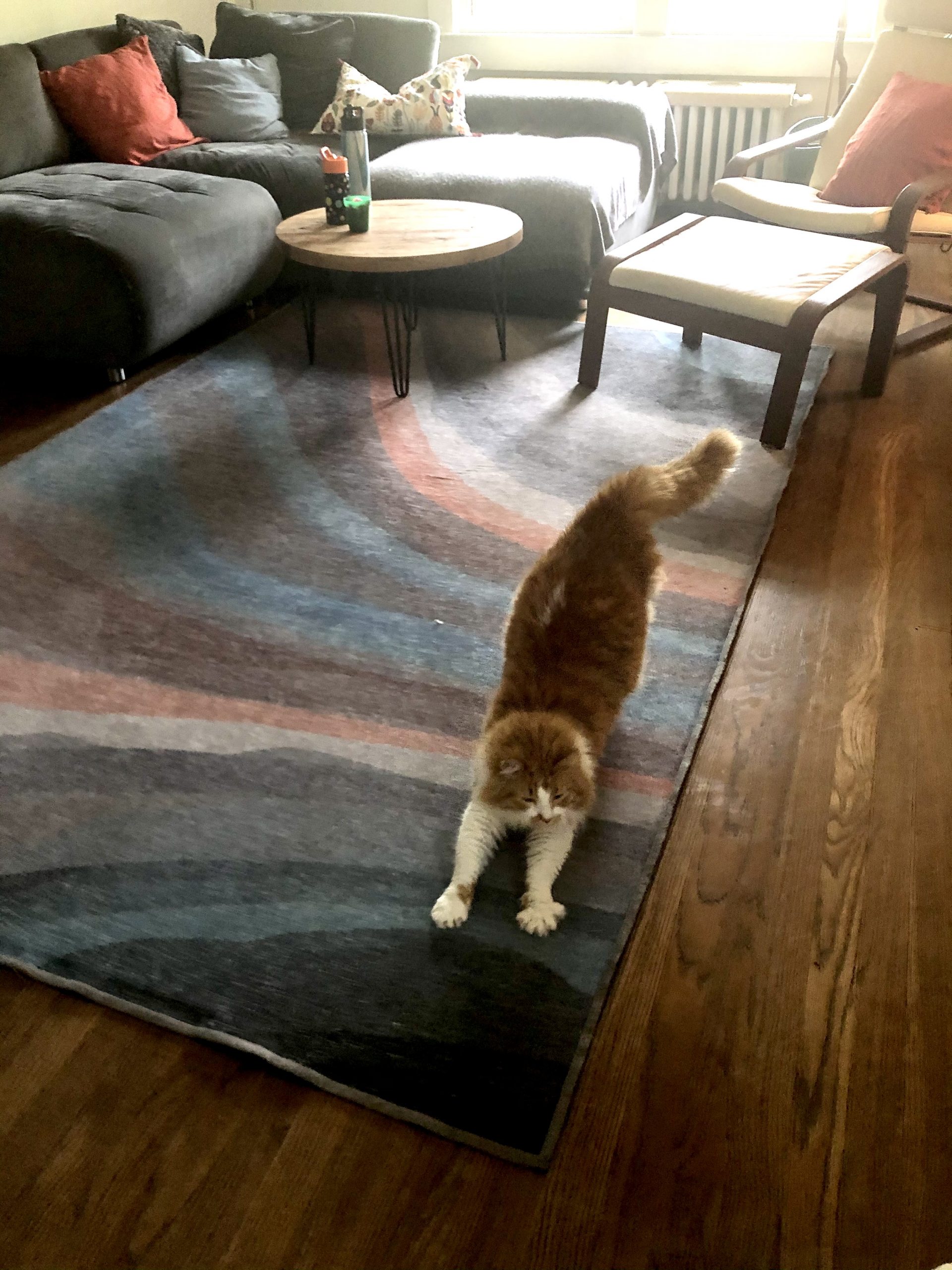 washable rug in living room is my favorite