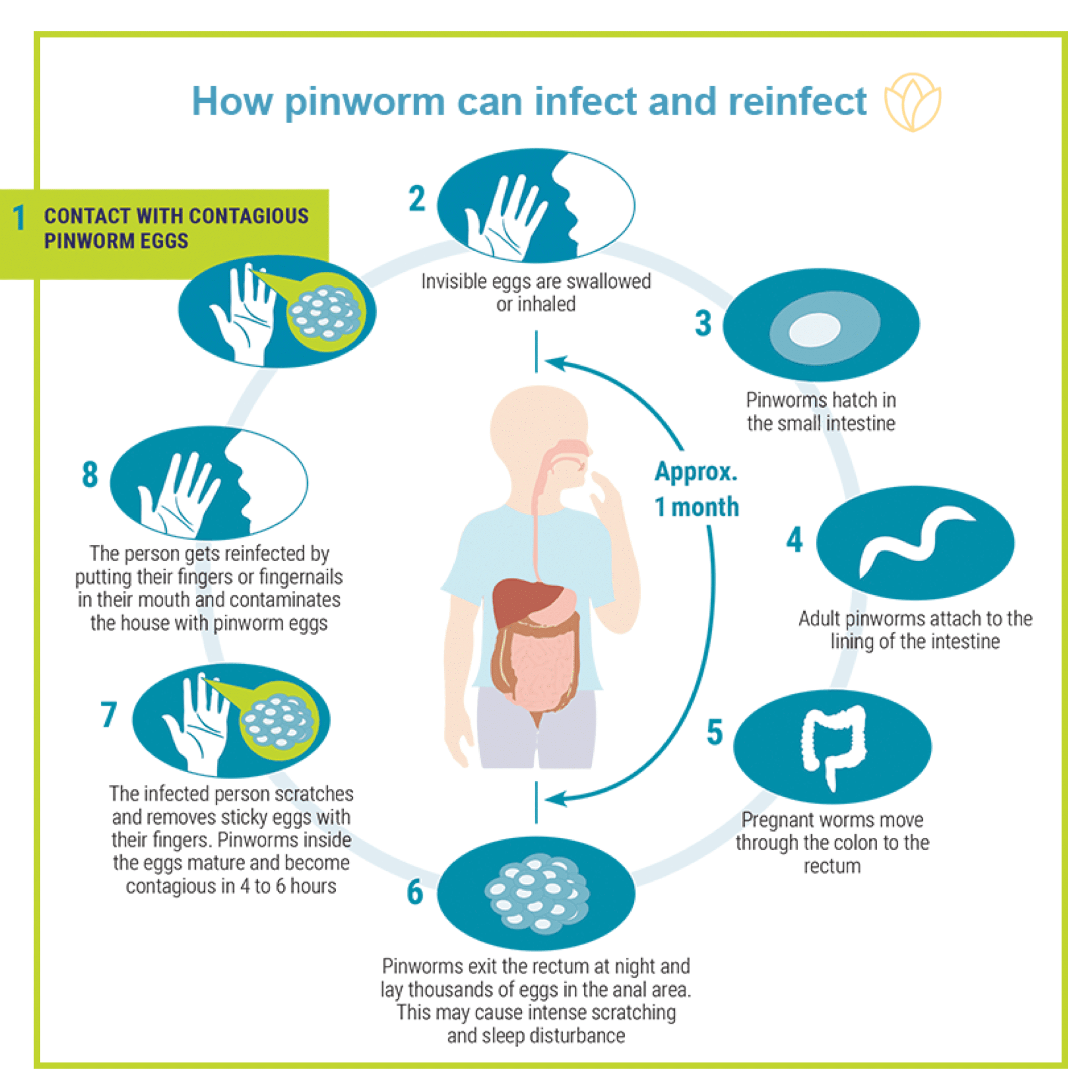 pinworm