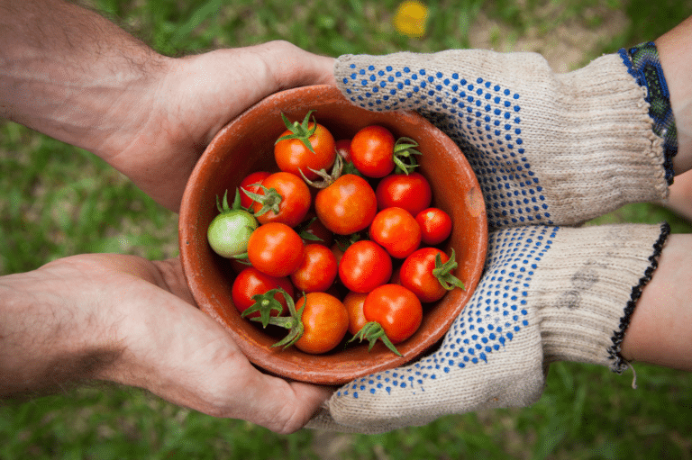 community supported agriculture two hands holding tomatoes