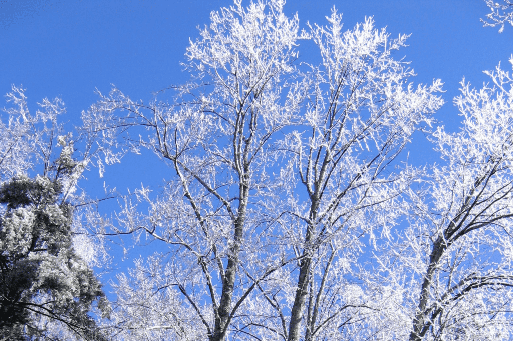 ice storm 