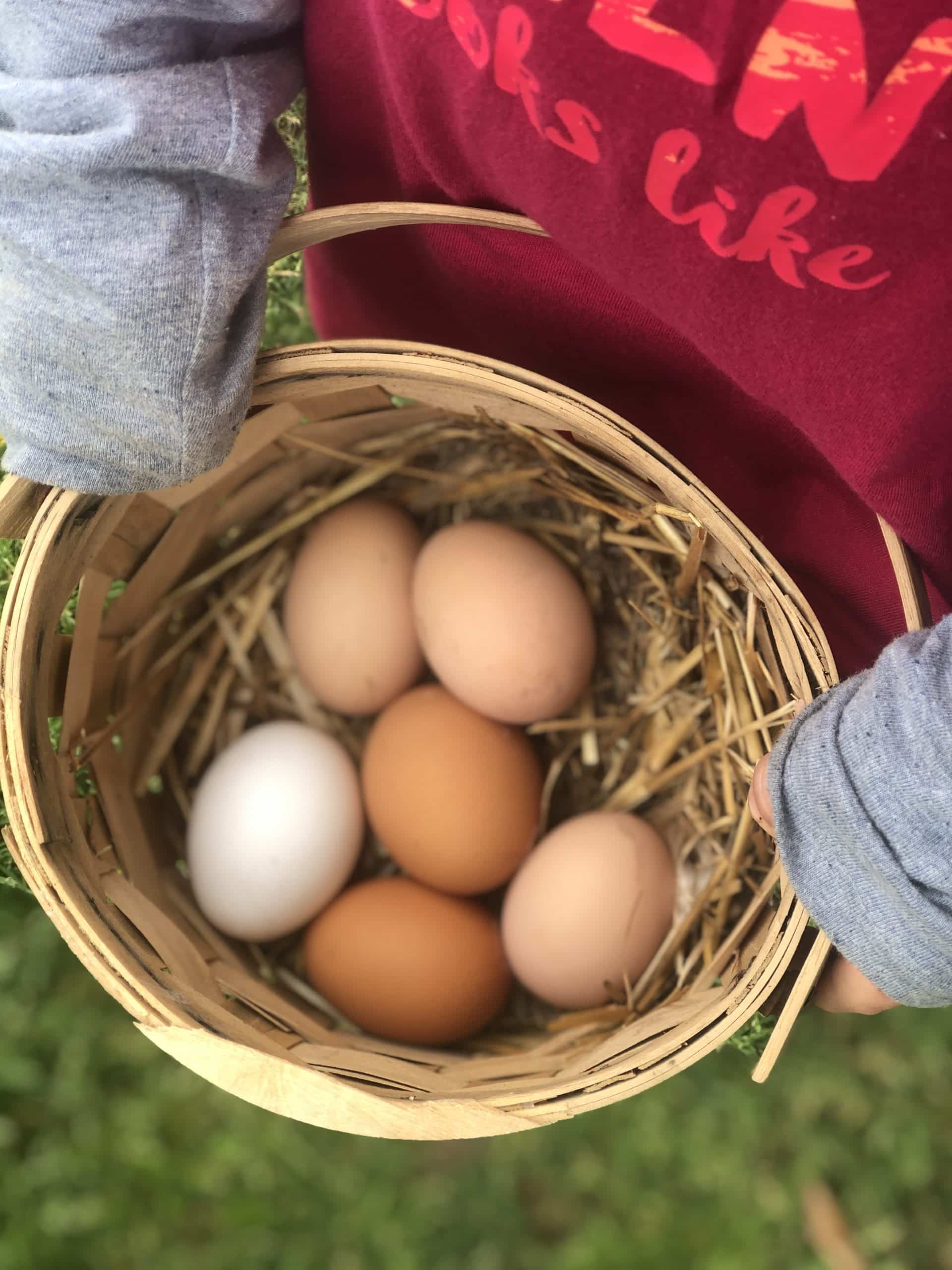 eggs