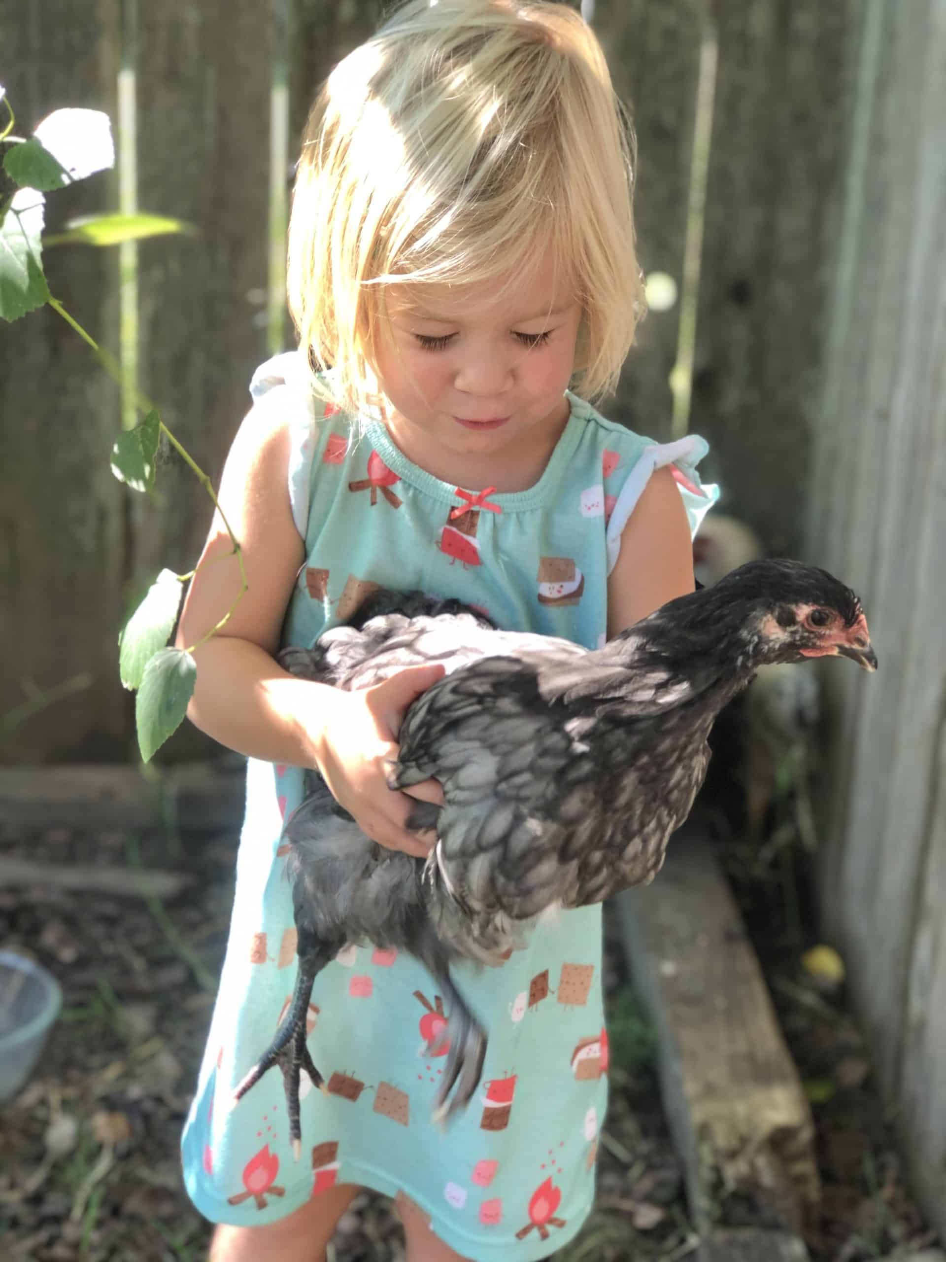 chicken