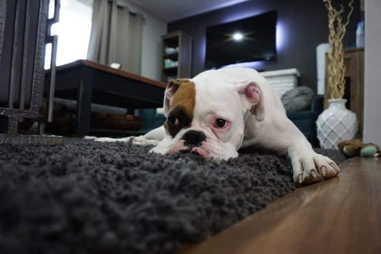 Image of bulldog lying on a rug