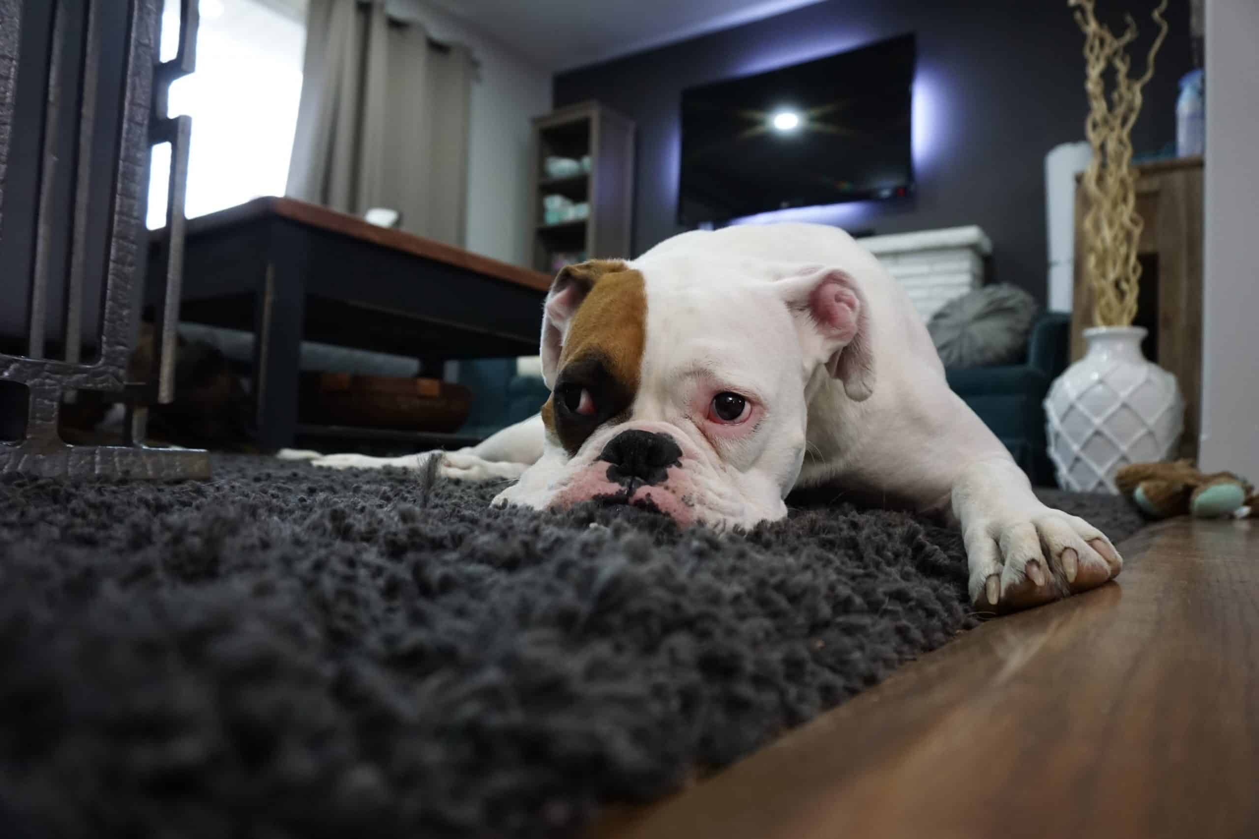 Image of bulldog lying on a rug