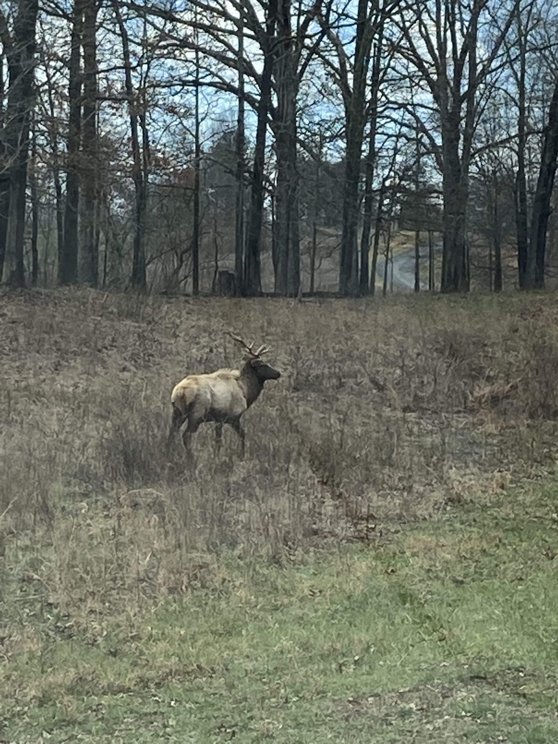 an elk we sited by Land between the Lakes
