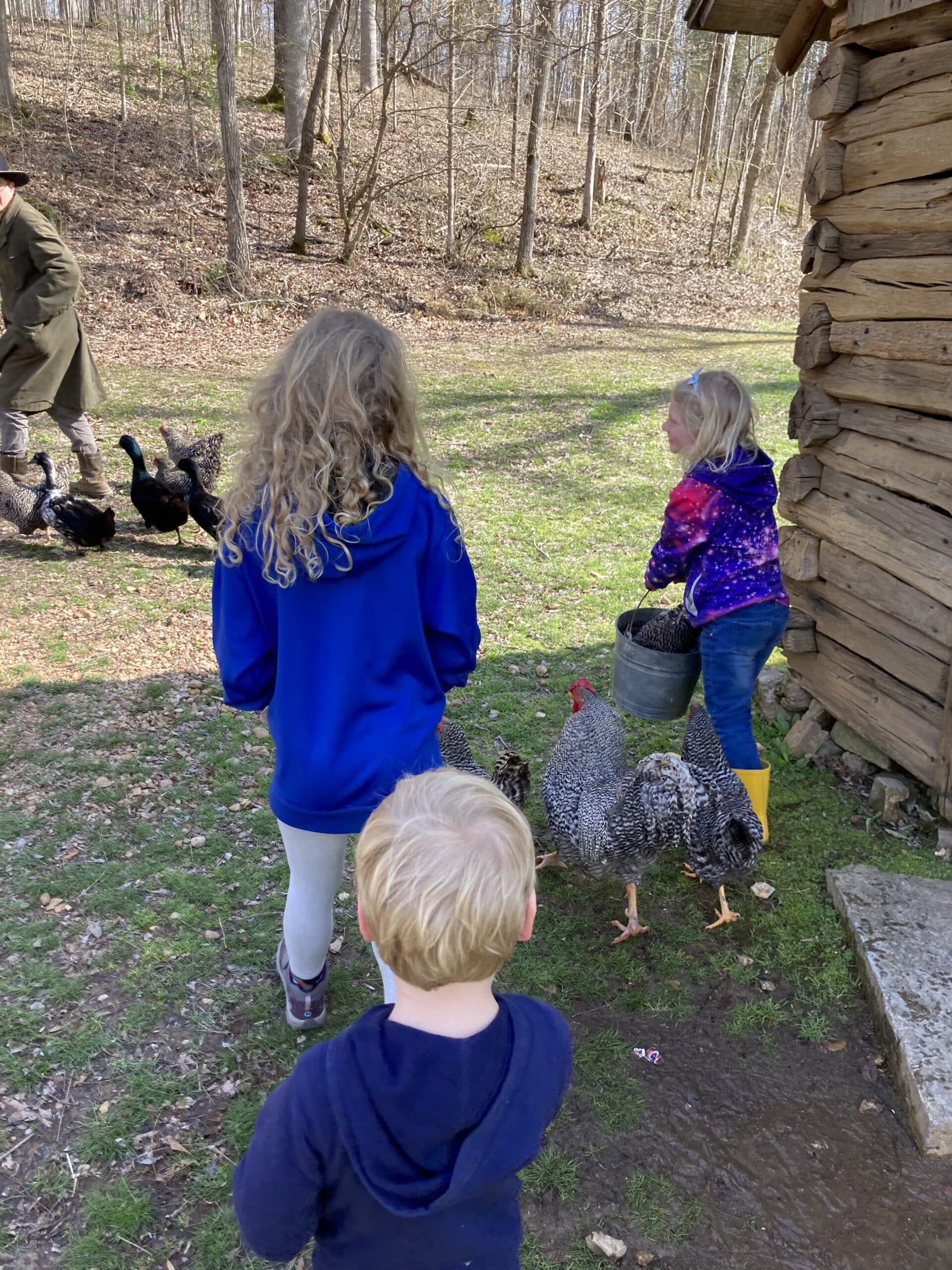 putting the chickens to bed