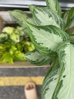 Aglaonema or Chinese Evergreen