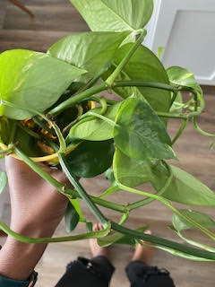 Epipremnum or Pothos houseplant 