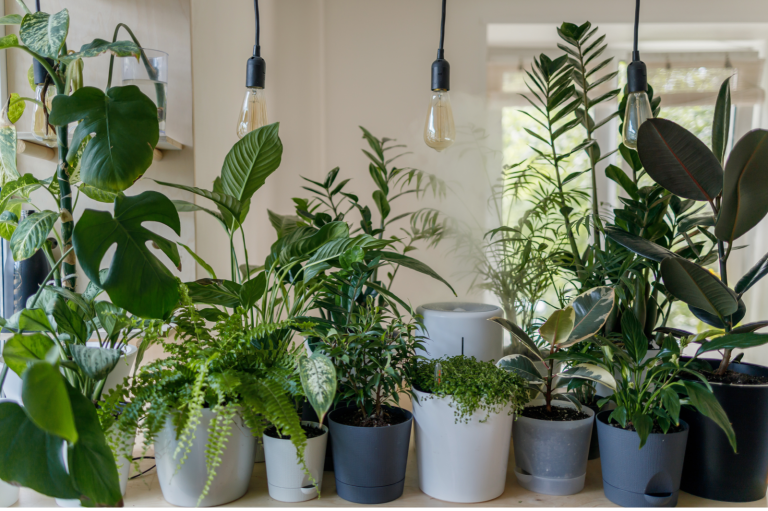 houseplants