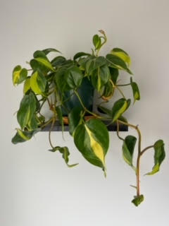 pothos plant 