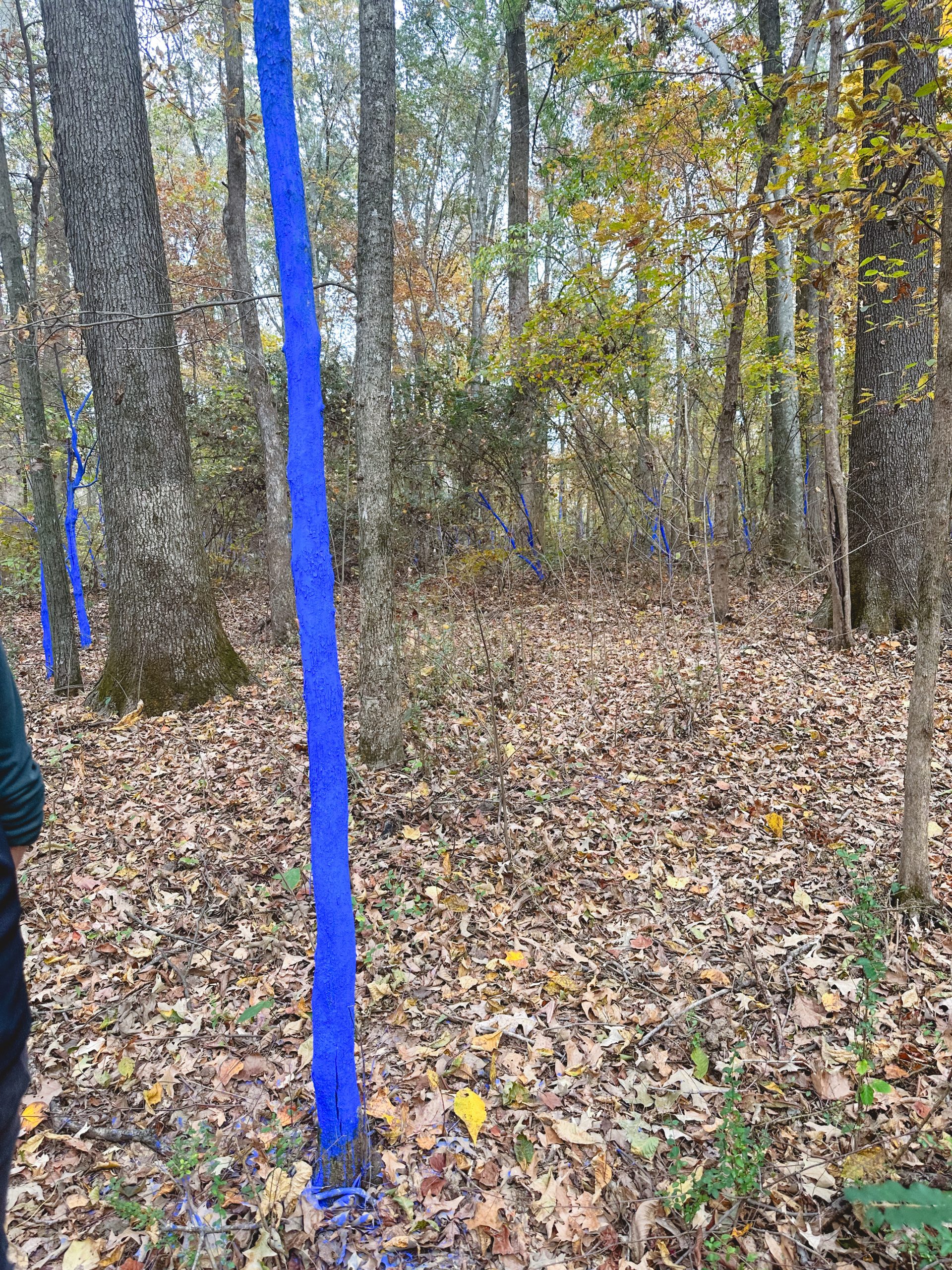 Shelby Canopy blue trees