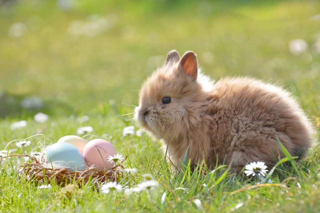 Easter eggs and bunny