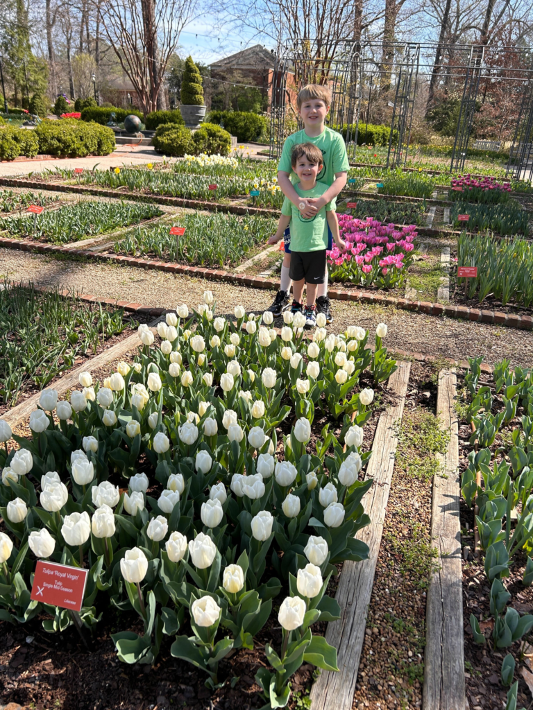 Dixon tulips