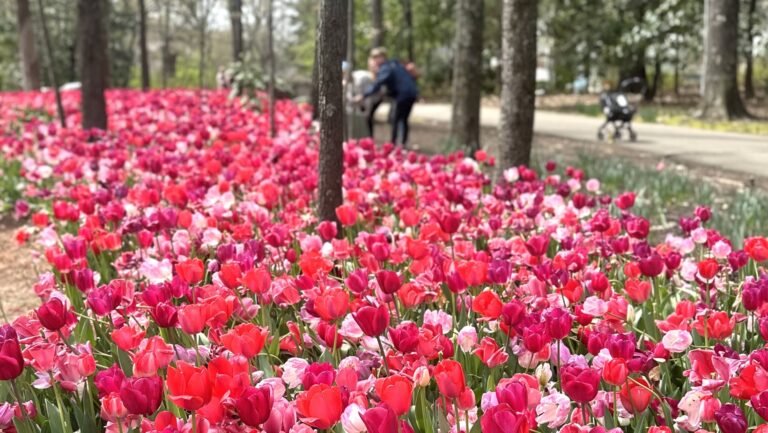 tulips at the Dixon