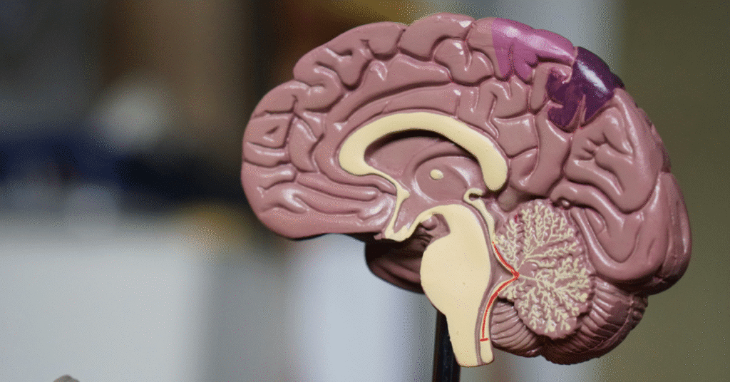 brain anatomy model
